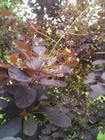 005 (2).webp