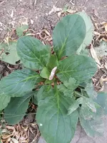 004 (2).webp