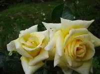 DSC03475.webp
