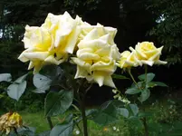 DSC03476.webp