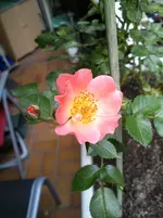 DSC_1492.webp