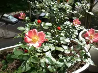 DSC_1497.webp