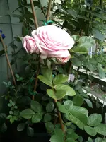 DSC_1490.webp