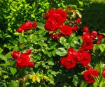 Rose_Rotkäppchen_dunkelrot_grün_800.JPG