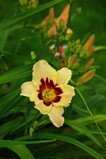 Taglilie_gelb_lila_grün_600.webp