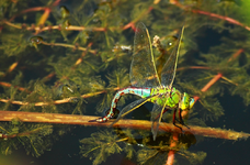 blaugrüne Mosaikjungfer1_1000.webp