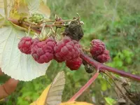 CIMG3357.webp