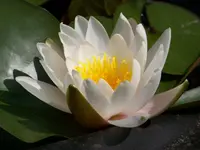 Seerose (2).webp
