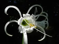 Ismene (2).webp Ismene (2).webp