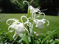 Ismene.webp Ismene.webp