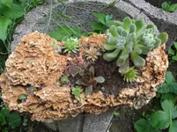Hauswurzstein.webp