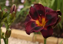 Taglilie 140617.webp