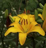Lilie_gelb 140617.webp