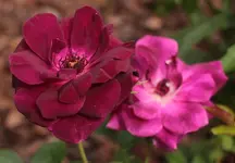 Burgundy ice 140617.webp