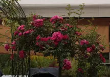 Excelsa 140617.webp
