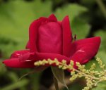 Rose_Astilbe 140617.jpg