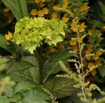 Hortensie 140617.webp