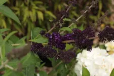Schmetterlingsflieder 140617.webp