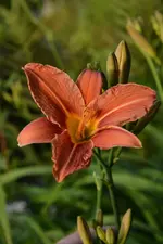 DSC_1920.webp