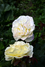 DSC_1915.webp
