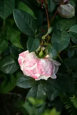 DSC_1916.webp