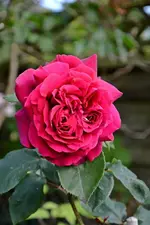 DSC_1921.webp