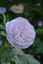 DSC_1922.webp