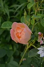 DSC_1923.webp