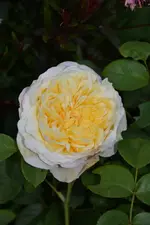 DSC_1924.webp