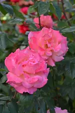 DSC_1925.webp