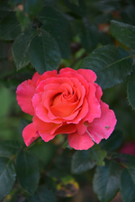DSC_1926.webp