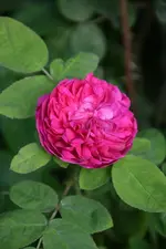 DSC_1927.webp