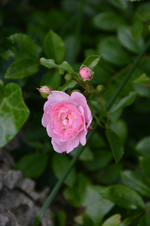 DSC_1931.webp