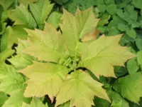 Bilda 0640.webp