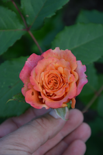 DSC_1932.webp