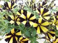 Bilda 0678.webp