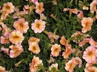 Bilda 0687.webp
