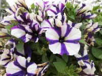 Bilda 0679.webp