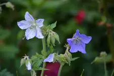 DSC_1928.webp
