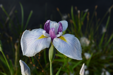 DSC_1917.webp