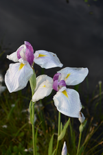DSC_1918.webp