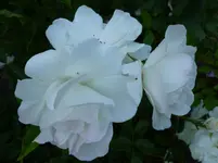 P1140104.webp