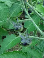 GlossyRoseBlue.webp