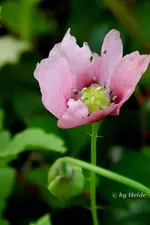 _kleiner rosef. Mohn.webp