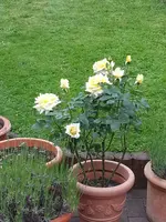 2014-06-15 Ehemals Sorgenkind.webp