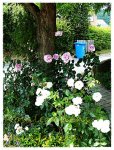 La Rose du Petit Prince   & Schneewittchen (1).jpg
