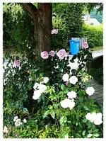 La Rose du Petit Prince   & Schneewittchen (1).webp