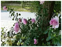 La Rose du Petit Prince.webp