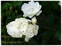 Schneewittchen.webp