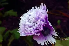 _gef. lila Mohn.webp